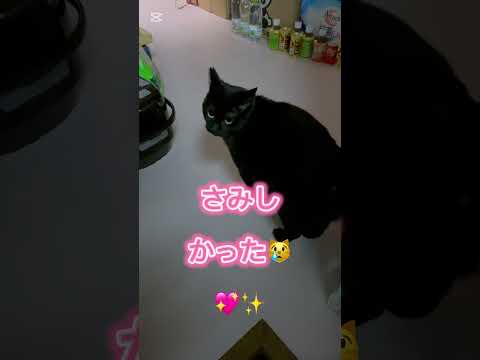 【喋る猫】仕事から帰ってきたよ！😆💖🐈‍⬛✨✨2024.12.12 #cat #かわいい #保護猫 #喋る猫#かわいい#猫好きさんと繋がりたい#猫好き#保護猫