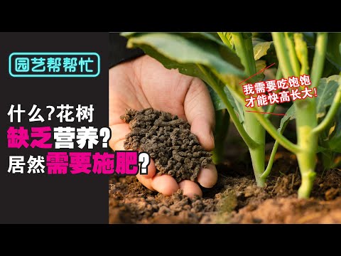 【Baba园艺帮帮忙】植物一直长不大竟然是因为没有施肥?！植物施肥就像人吃饭，有了营养才能快高长大 | 有机肥料