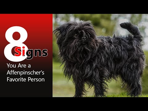 8 Signs You Are a Affenpinscher 's Favorite Person