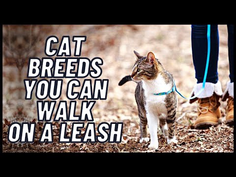 Cat Breeds You Can Walk On a Leash