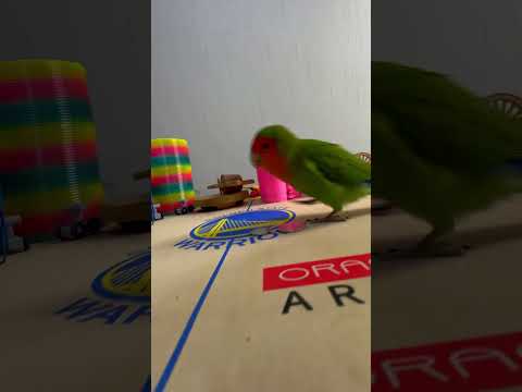 Bird Training : Smart lovebird Parrot | Smart Little Cute Parrot #training #smartparrot #cute