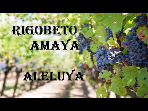 Rigoberto Amaya. Oficial. Aleluya (Me seguirá su misericordia)