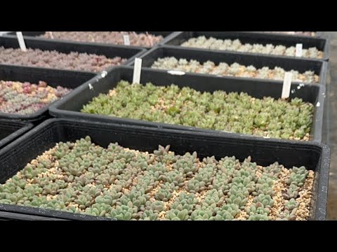 【多肉植物】ハウスの作業場で植え替えライブ 2024.01.11