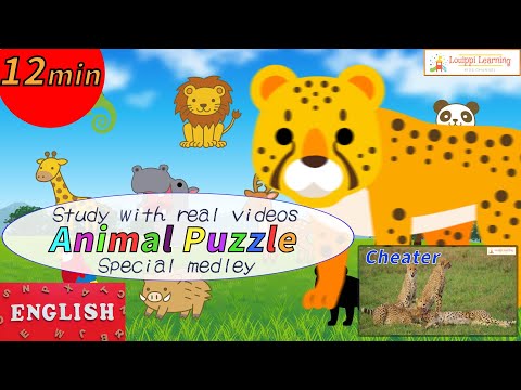 [English] Animal Puzzle & Live-action Video 12 Minute Medley Flashcard