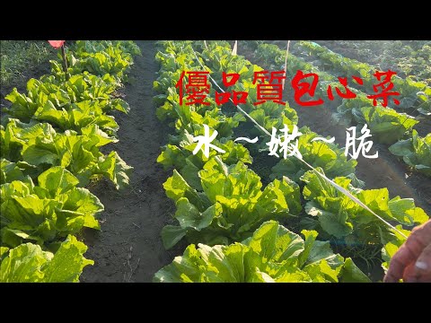 種包心芥菜水嫩脆～優質包心芥菜種植五步管理～又大又翠綠～「菇腰菜」