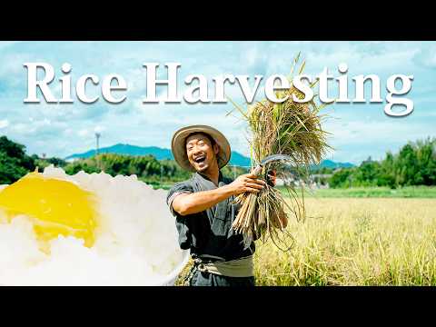 How to Harvest Organic Rice in Japan | Vlog (Part 3/3)