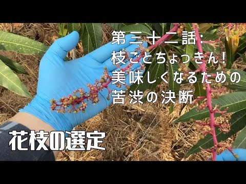 【第三十二話】たくさん花が咲けば良いってもんじゃない！！ 〜 花枝の選定 〜