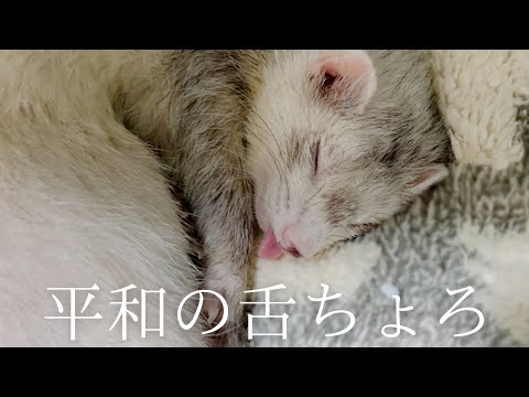 【フェレット】束の間の癒し、一難去ってまた一難【ferret#1738】