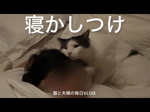 猫と夫婦の毎日VLOG#451 人を寝かしつける猫