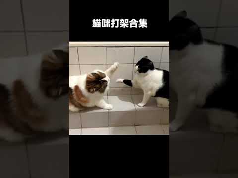 拍攝者不救而且幸災樂禍 貓咪打架合集！#cat #cats #貓 #貓咪 #shorts