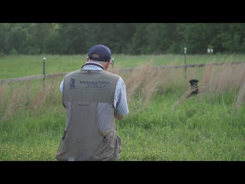 Hunting Dog Training: Holding an Area To Retrieve Downed Birds