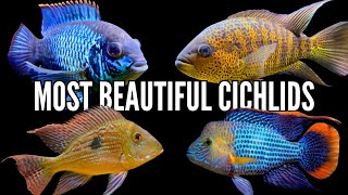 Top 10 Most Beautiful Cichlids We've Ever Owned