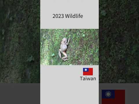 Wildlife of Taiwan 2023 各種野生動物! #snakes #herping #wildlife #nature