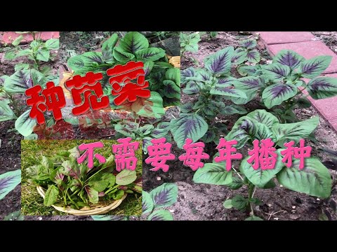 种苋莱不需要每年播种