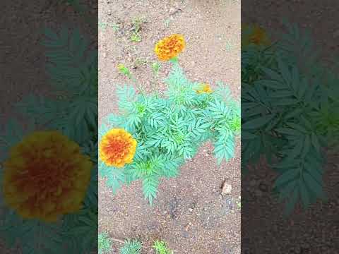 flower shots🌹#viralvideo #shortvideo #trending