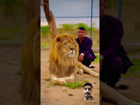 #lion #tiger #animals #love #safari #rap #punjabisong #hiphop #punjabi #song