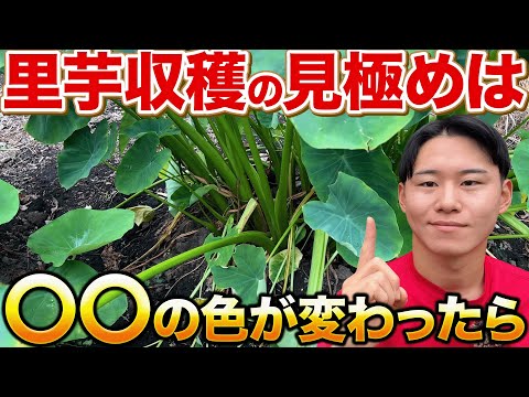 【どうですか？】里芋の正しい収穫時期の見極めについて