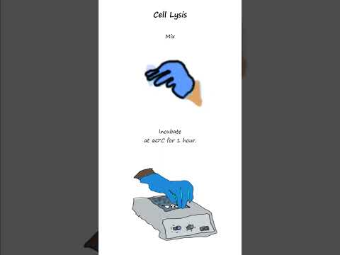 DNA isolation is crucial to genotyping, profiling, sequencing ….: The CTAB method #biotechnology