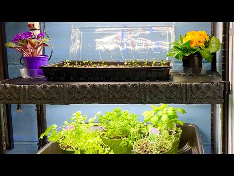 Indoor Grow Station For Herbs, Seeds And Plants ~ Save Money !