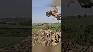 Brutal Mother's Revenge - Kestrel Vs Jackdaw #animals #wildlife #shorts