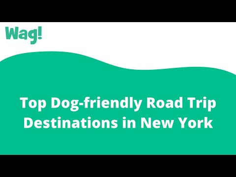 Top Dog-friendly Road Trip Destinations in New York | Wag!