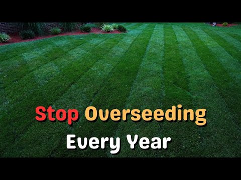 Why You Might Skip Overseeding Your Lawn This Fall