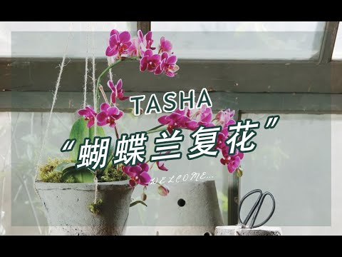 蝴蝶兰快速复花小技巧~