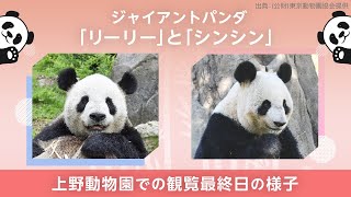 上野動物園のパンダ、リーリーとシンシンが中国返還へ　最終観覧日の様子（2024年9月28日）