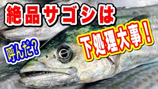 サゴシさばき方　サゴシ料理【塩焼き寿司】サゴシ捌き方から塩焼き、寿司まで調理します