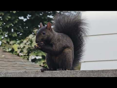 Squirel eating in Canasa #shorts