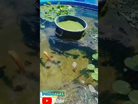 Monster Peacock bass destroy pellets in backyard pond! #shorts #peacockbass #feeding #short