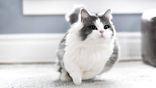 How FAST can munchkin cats run?