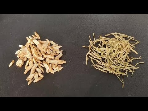 Astragalus and honeysuckle are a perfect match. The method used by the elders is simple and