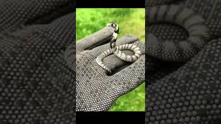 Small Snake in king #animals #tiktok #virel #snake #yt #smallsnake