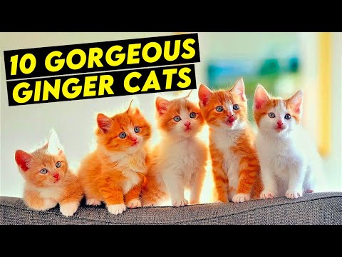 10 Gorgeous Ginger Cat Breeds With Beautiful Orange Fluff