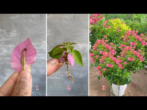 When a paper flower dries, it can become a new plant with thousands of flowers