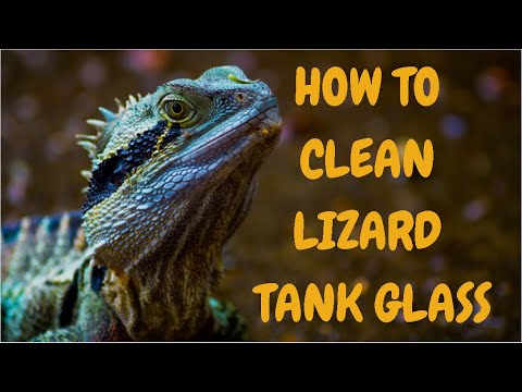 How To Clean Lizard Tank Glass