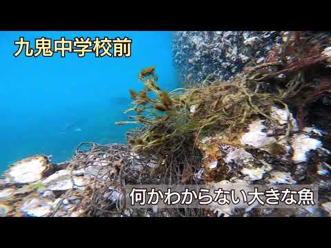 九鬼町海沿いの海の中「クラゲ・ソラズズメダイ・ハコフグ他」