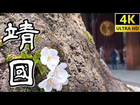 2022年靖国神社の桜 Xiaomi Redmi Note11Pro