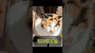 【幸運を呼ぶ猫】三毛猫の可愛さがわかる1分解説