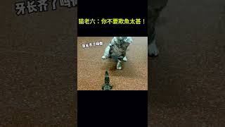 搞笑动物系列第140集 猫老六：你不要欺魚太甚！ #cat #搞笑 #funny #搞笑 #科普 #animals #科普 #pets #cute #萌宠 #貓咪 #宠物 #萌宠 #貓咪 #宠物