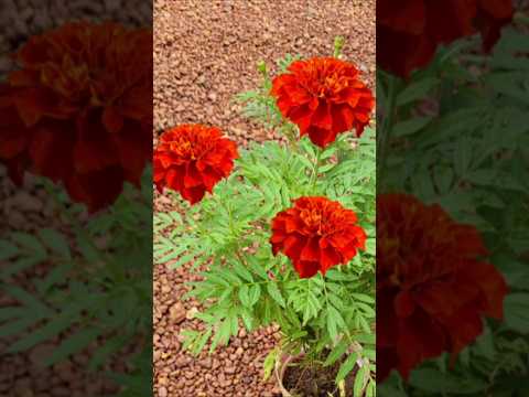 പൂക്കൾ നിറയാൻ വെള്ളവും വളവും വേണ്ട# Kerala garden ideas #youtubeshorts #trendingshorts #garden