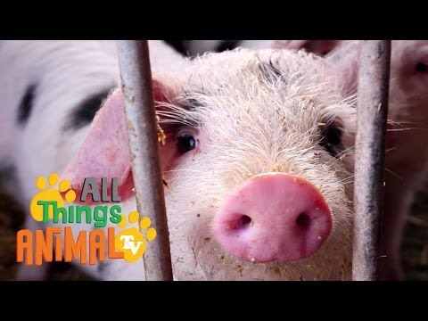 * PIG * | Animals For Kids | All Things Animal TV