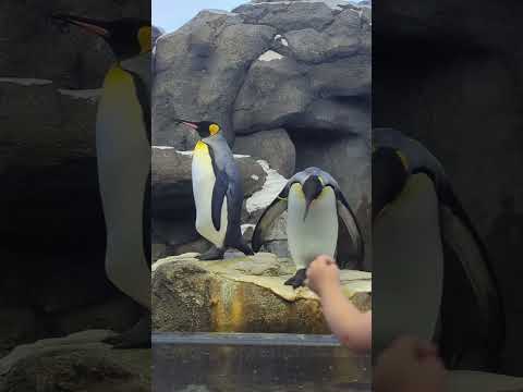 Penguins🐧