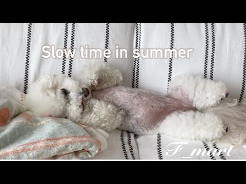 夏ののんびり時間☺️ ｰビションフリーゼ犬ｰ