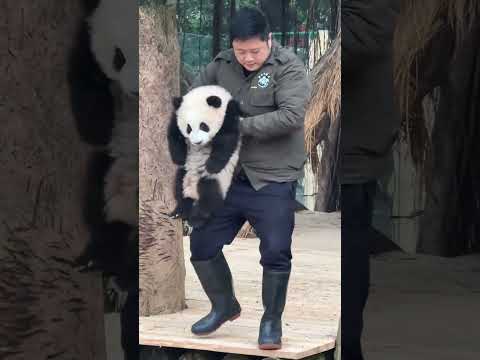 奇三妹貌似很喜欢墩墩奶爸收猫的过程 Qi Sanmei seems to like the process of Dun Dun dad collecting Panda Baby