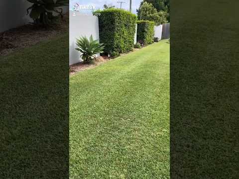 It’s Hubby’s Lawn, I Can’t Take Credit For It