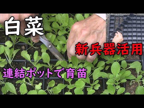 【白菜】新兵器連結ポットでハクサイ育苗