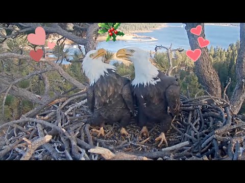 Dec 24, 2024: Nest Rendezvous on Christmas Eve 🌲 🦅 🦅