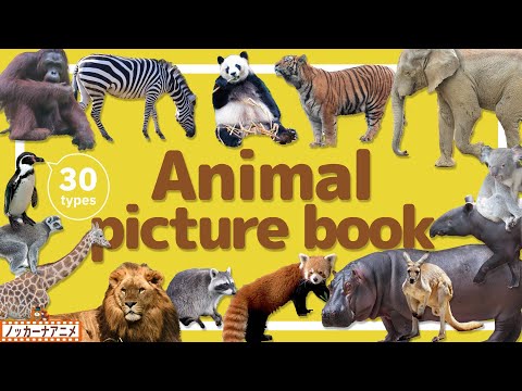 Animal Picture Book | Video for Kids 【どうぶつ図鑑】30種類のいろんな動物をみてみよう！英語知育アニメ